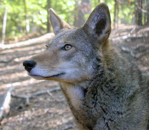 Virginia Living Museum